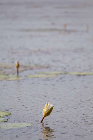 Beautiful water lily lotus flower plant in the waterの写真素材