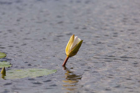 Beautiful water lily lotus flower plant in the waterの写真素材