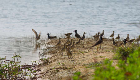 small out focused birds sitting on the banks at the distanceの写真素材
