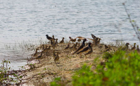 small out focused birds sitting on the banks at the distanceの写真素材