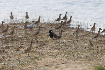 small out focused birds sitting on the banks at the distanceの写真素材