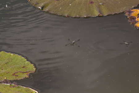 Common water strider aquatic bug in waterの写真素材
