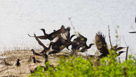 small out focused birds sitting on the banks at the distanceの写真素材
