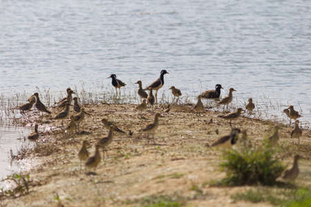 small out focused birds sitting on the banks at the distanceの写真素材