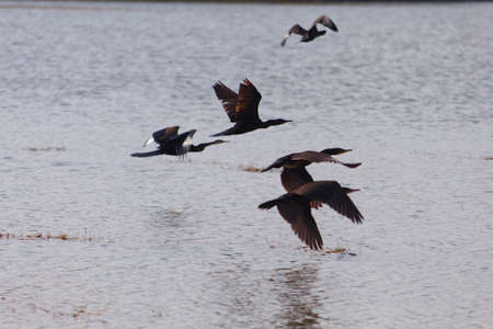 Small out focused birds flying over the water at the distanceの写真素材