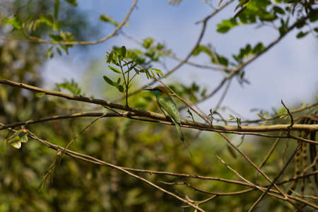 Small out focused Bird sitting on a tree branch at the distanceの写真素材