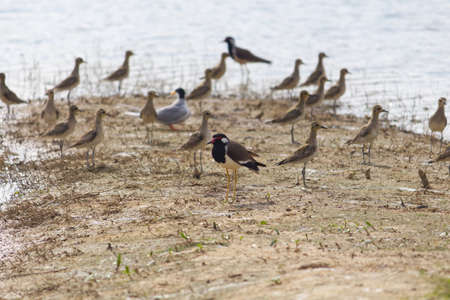 small out focused birds sitting on the banks at the distanceの写真素材
