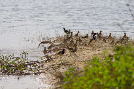 small out focused birds sitting on the banks at the distanceの写真素材
