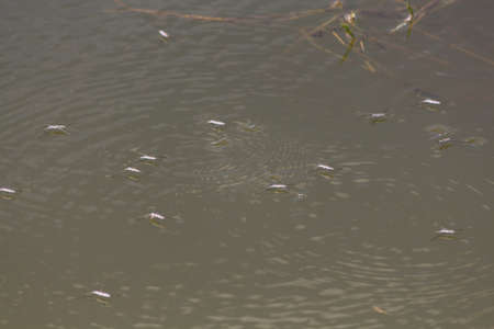 Common water strider aquatic bug in waterの写真素材