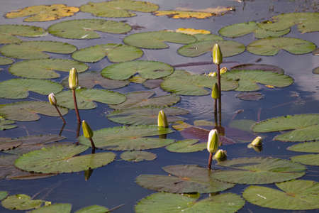 Beautiful water lily lotus flower plant in the waterの写真素材