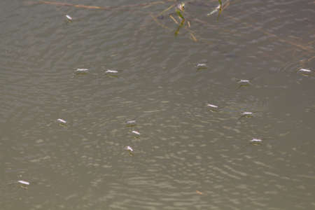 Common water strider aquatic bug in waterの写真素材