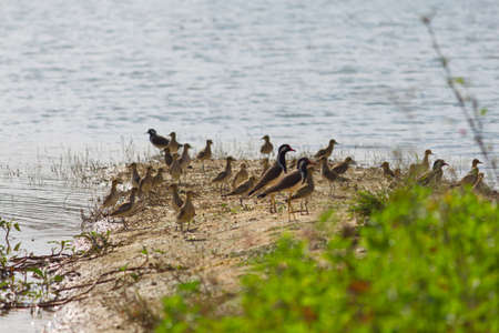 small out focused birds sitting on the banks at the distanceの写真素材