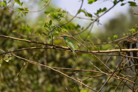 Small out focused Bird sitting on a tree branch at the distanceの写真素材