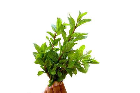  Isolated fresh Mint                        の写真素材