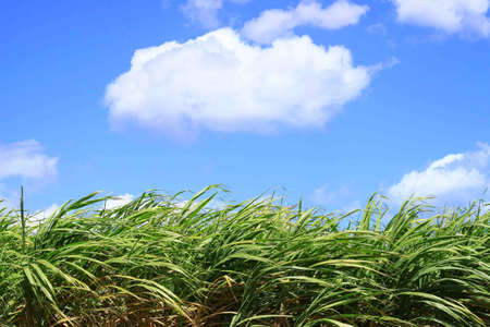 sugarcane plants against blue cloudy sky backgroundの写真素材
