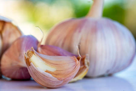 fresh organic garlic closeup.