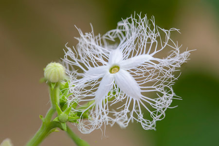 Close up of white passion fruit flower blooming in the garden.