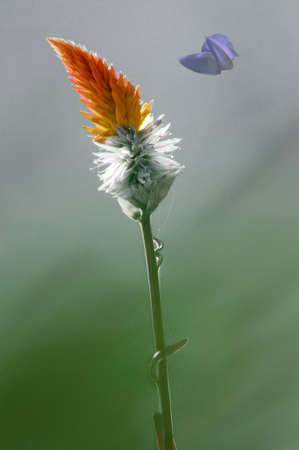 nations colorの写真素材