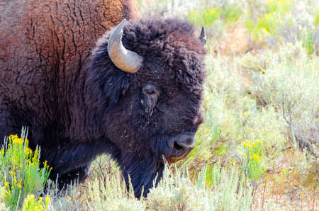 American Bison in Yellowstone National Parkの写真素材