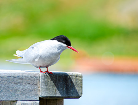 Antarctic Tern waiting to dive down to catch fishの写真素材