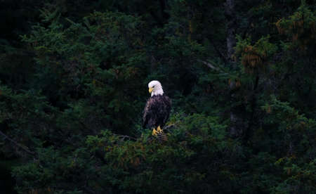 American Bald Eagle waiting to hunt for dinnerの写真素材