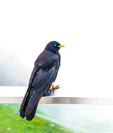 Alpine Chough in Swiss Alps during an early foggy morningの写真素材