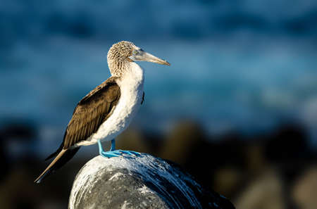 Blue-footed boobies are one of the three booby species and their distinctive feature obviously is their blue webbed feet. Boobies get their name from the Spanish word Bobo meaning foolish or clown .. they are quite clumsy on landの写真素材