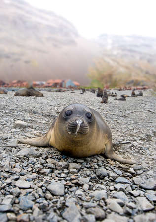 Baby Southern Elephant Seal in South Georgia Antarcticaの写真素材