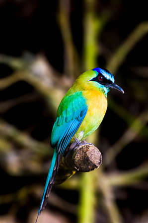 Colorful Blue crowned motmot posing in Costa Ricaの写真素材