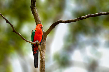Australian king parrot perched up on a treeの写真素材