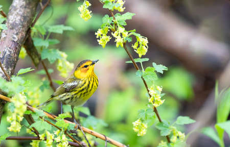 Cape May Warbler perched in Magee Marsh Ohioの写真素材