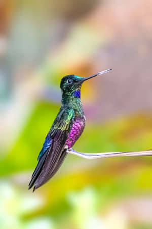Blue throated star frontlet hummingbird in Columbiaの写真素材