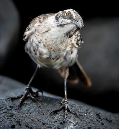 Galapagos Hood mockingbird is one of four closely related mockingbird species endemic to the GalÃ¡pagos archipelago.の写真素材