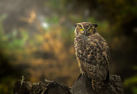 Great Horned Owl in the woods of Alaskaの写真素材