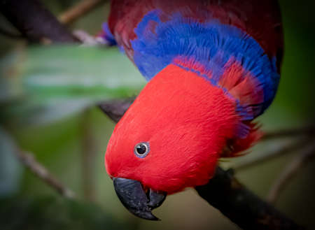 Eclectus parrot seems very acrobatic in natureの写真素材