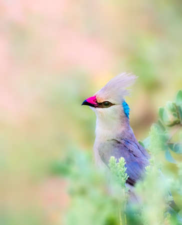 Blue Naped Mousebirdの写真素材