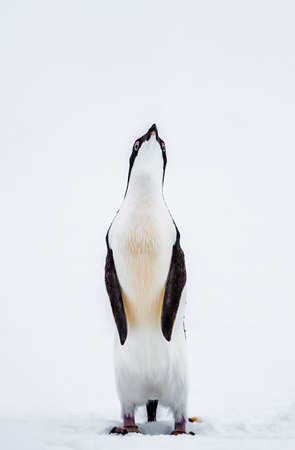 Gentoo Penguin native to sub-Antarctic islands where chilly temperatures allow for ideal breeding,...