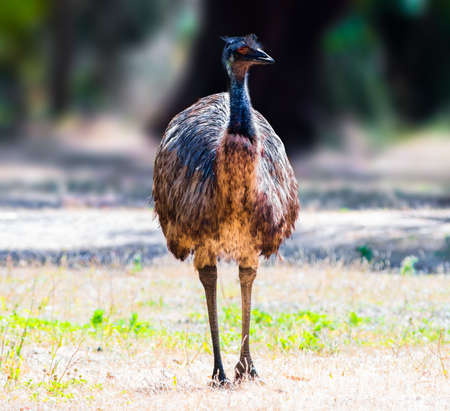 Emu second-largest living bird by height, after its ratite relative, the ostrich, is endemic to Australiaの写真素材
