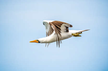 Nazca Booby is a large seabird of the booby family, Sulidae, native to the eastern Pacificの写真素材
