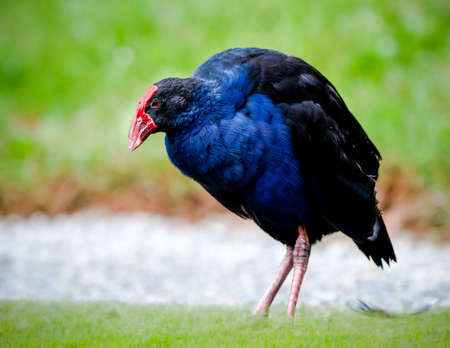 Pukeko or New Zealand Swamp Hen is a member of the rail family