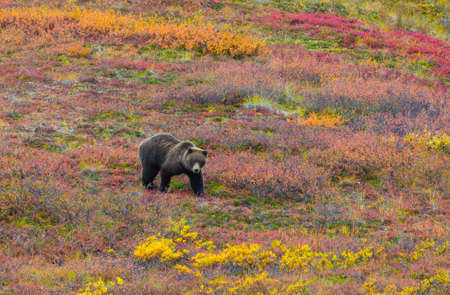 Grizzly Bear also known as the North American brown bear in Denali Alaskaの写真素材