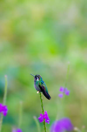 Purple Throated Mountain Gem is a stunning medium-sized hummingbirdの写真素材