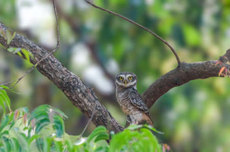 Spotted Owlet is a small owl which breeds in tropical Asia from mainland India to Southeast Asia.の写真素材