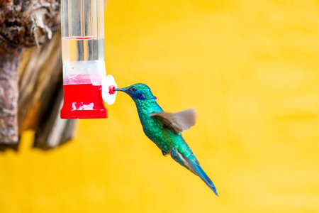 Sparkling Violetear is a species of hummingbird widespread in highlands of northern and western South Americaの写真素材