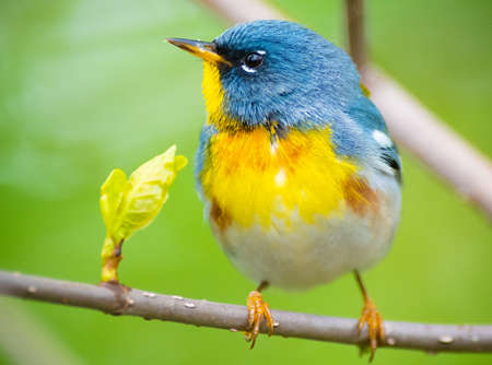 Northern Parula are small wood-warblers with a short tail and a thin, pointy billの写真素材