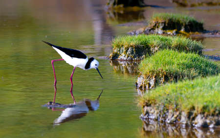 Pied Stilt also known as the white headed stiltの写真素材