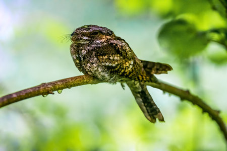 Whip-poor Will rest on the ground or perch horizontally on low trees and fly up to catch moths and other aerial insectsの写真素材
