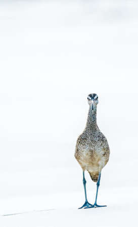 obust, large shorebird with a very long, curved bill and relatively long neck and legsの写真素材