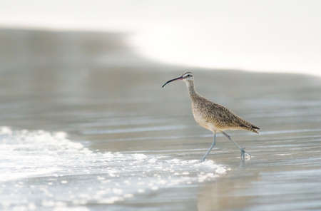 Whimbrel is a robust, large shorebird with a very long, curved bill and relatively long neck and legsの写真素材