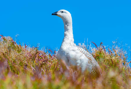 Upland Goose is native to South America, where it occurs in open grassland areasの写真素材